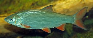 1200px-Chondrostoma_nasus_(aka)