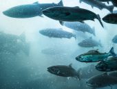 Fisk laks i Sunnfjord