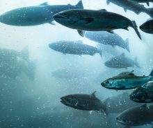 Fisk laks i Sunnfjord