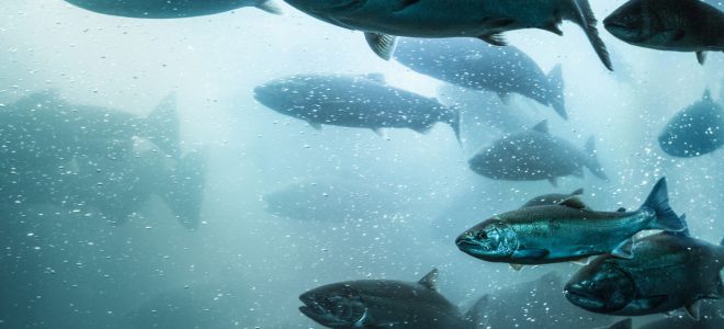 Fisk laks i Sunnfjord